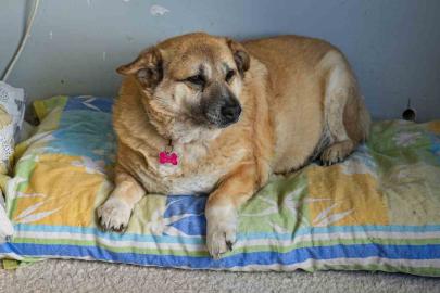 13 yaşındaki obez köpek ’Kız’, yürüyüş yaparak zayıflıyor