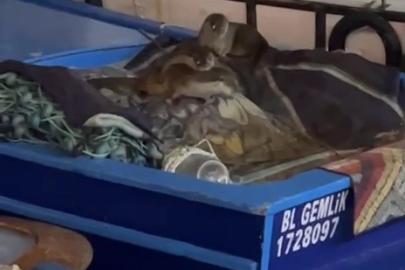 Aç kalan anne su samuru ve yavruları Gemlik’te tekneye sığındı