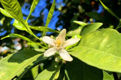 Adana’da portakal çiçeği kokusu kenti sardı