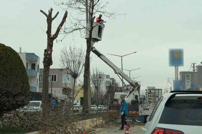 Adıyaman’da refüjlerdeki ağaçlar budanıyor