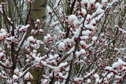 Afyonkarahisar ve Kütahya’da badem ve kayısı çiçekleri karla kaplandı