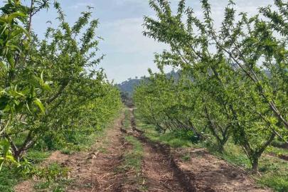 Ağaçlar çiçek açtı, bahçelerde meyve tutumu takibi yapıldı