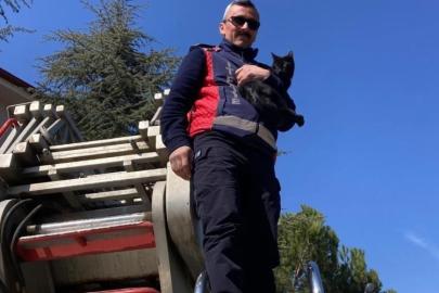 Ağaçta kalan kediyi itfaiye kurtardı