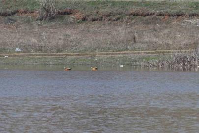 Ağustos ayında kurumaya başlayan Kızılca göleti yeniden doldu