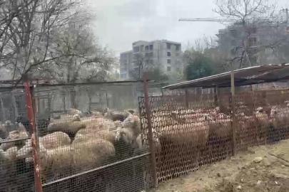 Ahırda çıkan yangında çok sayıda hayvan telef oldu