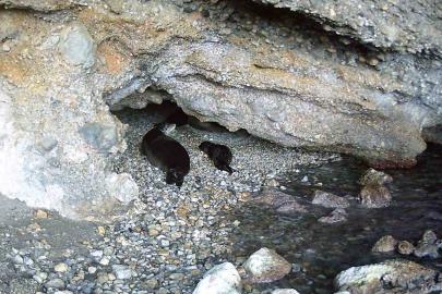 Akdeniz keşiş foku yaşam alanlarına insan baskısı