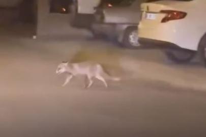 Ankara’da aç kalan tilki mahalleye indi