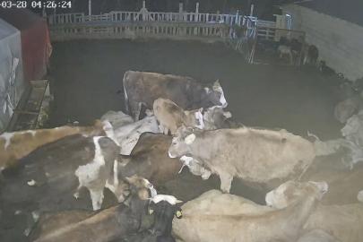 Ankara’daki bir köyde çiftliğe giren kurt sürüsü hayvanları telef etti