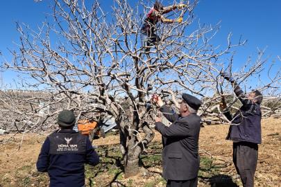 Antep fıstığında bakım ve budama zamanı