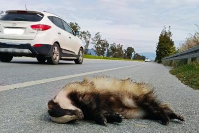 Aracın çarptığı porsuk telef oldu