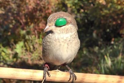 Atmacacılık geleneği için Meclis’ten karar çıktı