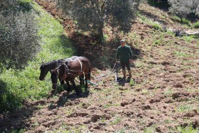 Aydın dağlarında incir ve zeytin üreticisinin karasabanla zorlu mücadelesi başladı