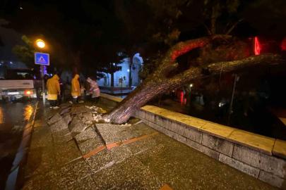 Aydın kent merkezinde faciadan dönüldü: Asırlık çam ağacı devrildi