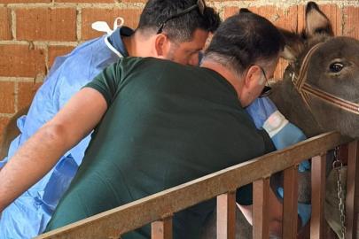 Aydın’da at ve eşeklerden numune alınıyor