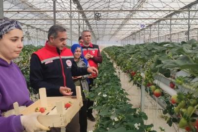 Aydın’da çilek hasadı başladı