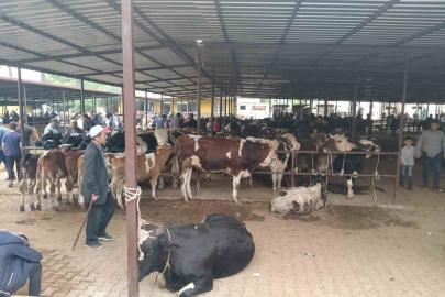 Aydın’da hayvan pazarlarında yeni dönem: "Kurallar ve saatler belirlendi"