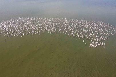 Baharın habercisi allı turnalar Yozgat’ta görüntülendi