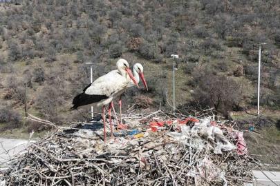 Baharın habercisi olan leylekler, Ankara’ya ulaştı