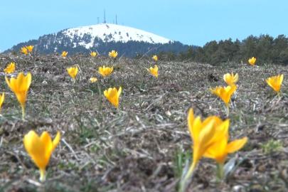 Baharın müjdecisi ‘çiğdemler’ çiçek açtı