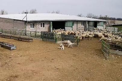Başıboş köpek çiftliğe girip koyunları kovaladı, çiftliğin köpeği olanları izledi
