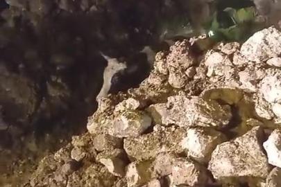 Batman’da fırtınada 2 katlı taş bina çöktü: Enkaz altında kalan 5 büyükbaş hayvan kurtarıldı