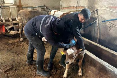Bayburt genelinde şap, brusella aşılamaları ve küpeleme çalışmaları sürüyor