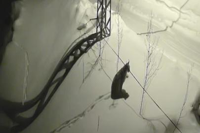 Bayburt’ta köye inen vaşak güvenlik kamerasında: Yol kenarında durup çevreyi izledi