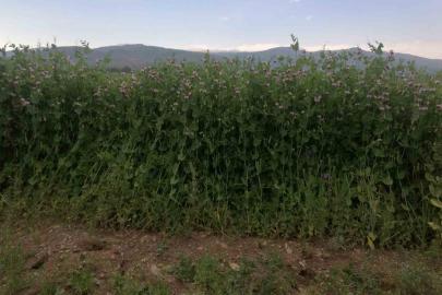 Bayburt’ta yüzde 50 hibeli bezelye tohumu desteğinde başvurular 23 Mart’ta başlıyor