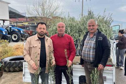 Bayındır’da üreticilere zeytin fidanı desteği