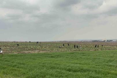 Bedava lahanayı duyan yağmura rağmen tarlaya akın etti