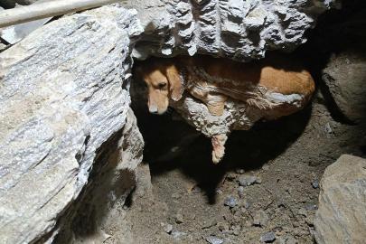 Betonun içine sıkışan köpek kurtarıldı