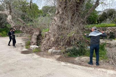 Bodrum’da 2 bin yıllık dev çınar keşfedildi