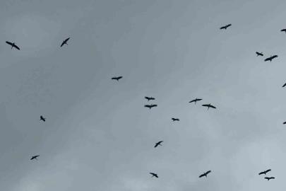 "Bolluk" müjdecisi leylek sürüsü Bursa semalarında görüldü