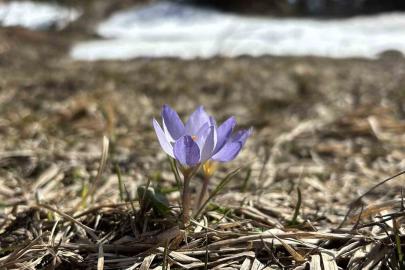 Bolu’da iki mevsim bir arada yaşanıyor: Karlar arasında çiğdemler çiçek açtı