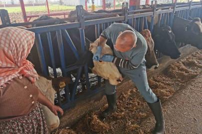 Bozdoğan’da aşı ve küpeleme çalışmaları sürüyor