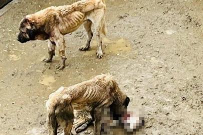 Bozüyük Belediyesi’ne ait barınakta aç kalan köpekler birbirini yedi