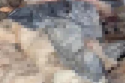 Bozüyük’teki barınak skandalına bir yenisi daha eklendi