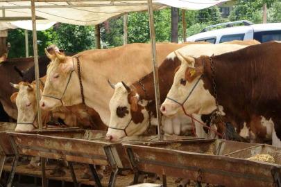 Buldan’da şap karantinası kaldırıldı