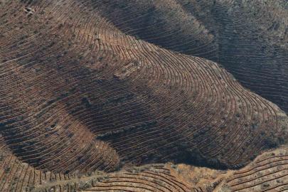 Bursa’da yanan ormanlar 8 ayda ilmek ilmek işlendi, bölge yeniden can buldu