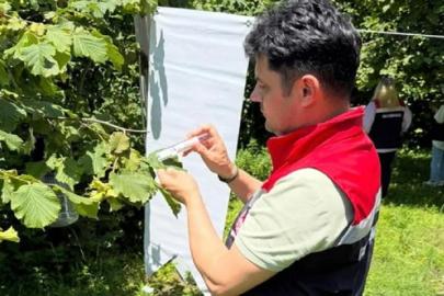 Çarşamba Ovası’nda kokarcayla mücadele