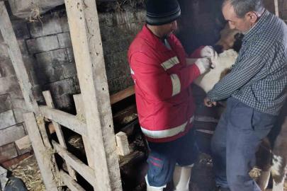 Çarşamba’da şap aşılamaları sürüyor