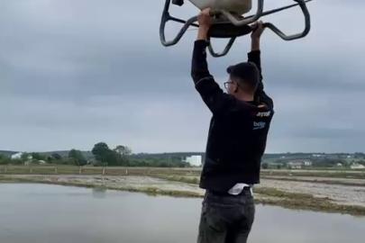 Çeltik tarlasında tehlikeli yolculuk: Drona asılıp uçtu