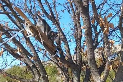 Çivril’de görülen maymun koruma altına alındı