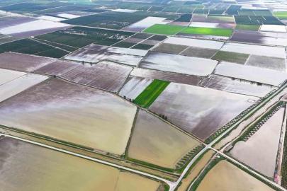 Çukurova’yı yağmur vurdu: Tarım arazileri sular altında