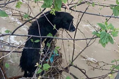 Dereye düşen köpek zorlu operasyonla kurtarıldı