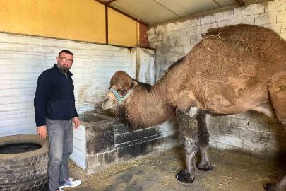 Deve güreşleri iptal edilince develer dinlenmeye çekildi