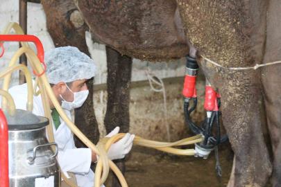 Deve sütü gıda teknolojisine giriyor