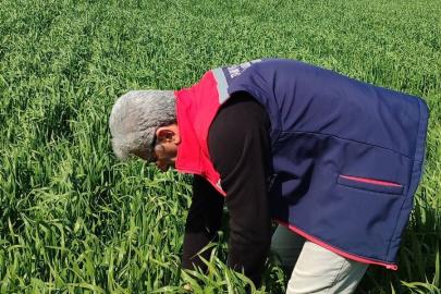 Didim’de hububat ekili araziler temiz çıktı