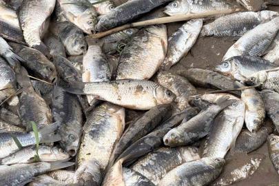 Diyarbakır’da aşırı yağışlar sonrası suyun geri çekilmesiyle balıklar telef oldu