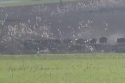 Diyarbakır’da domuz sürüsü görüntülendi